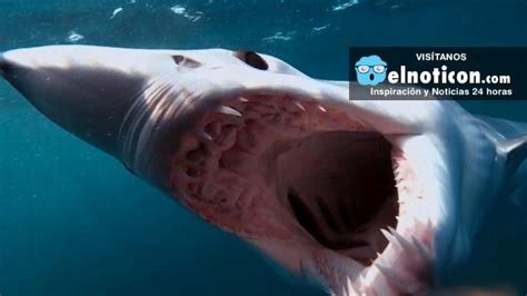 Top 10 Weird and Unusual Sharks .